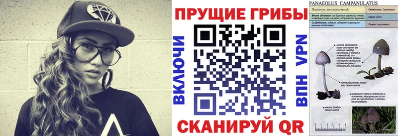 цены наркотик  Кудрово  Галлюциногенные грибы Psilocybine cubensis 